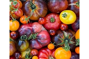 Burpee Rainbow Beefsteak Tomato Seeds for Planting Heirloom