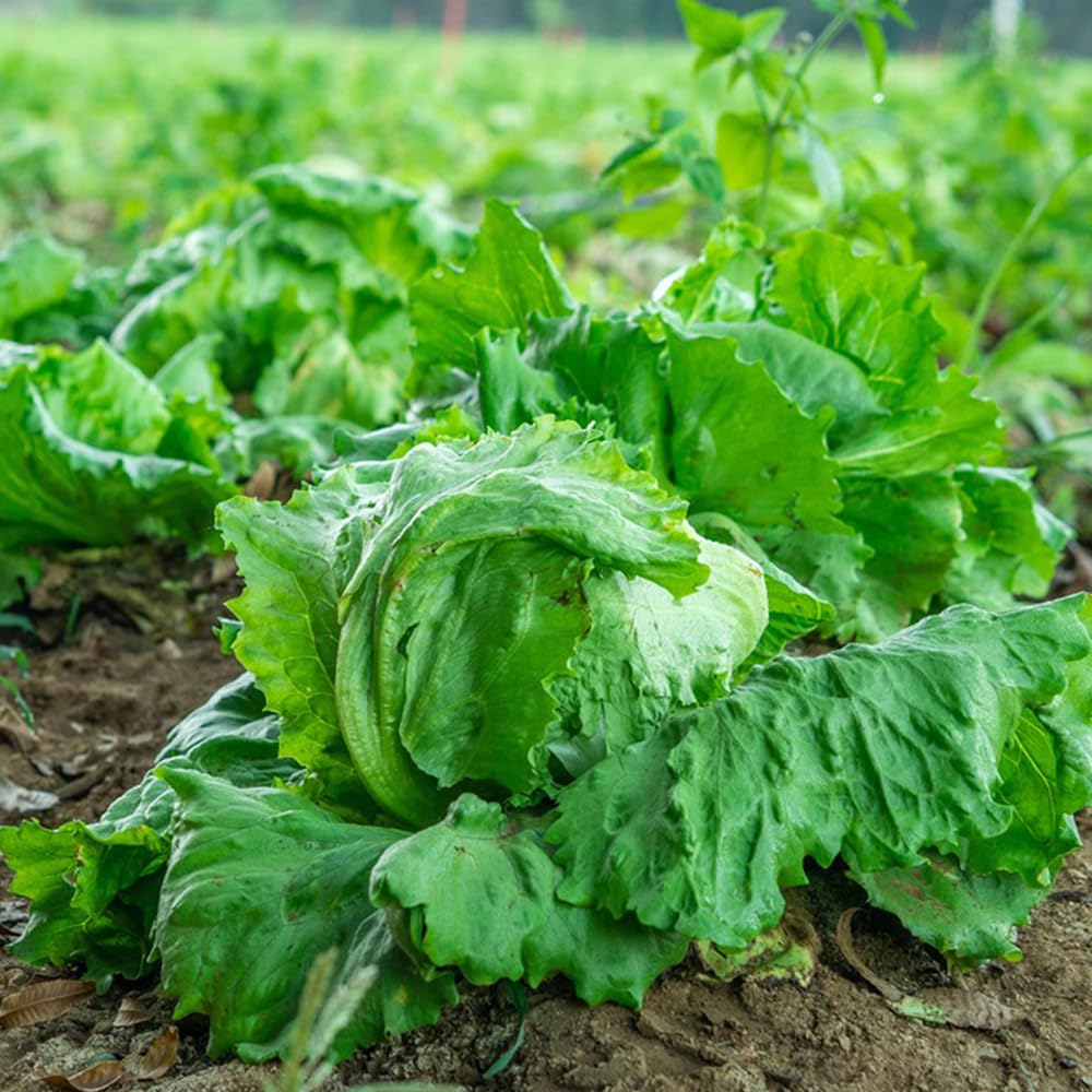 Insalata Con Lattuga Pollo Mais E Verdure | Foto Gratis - Foto 3