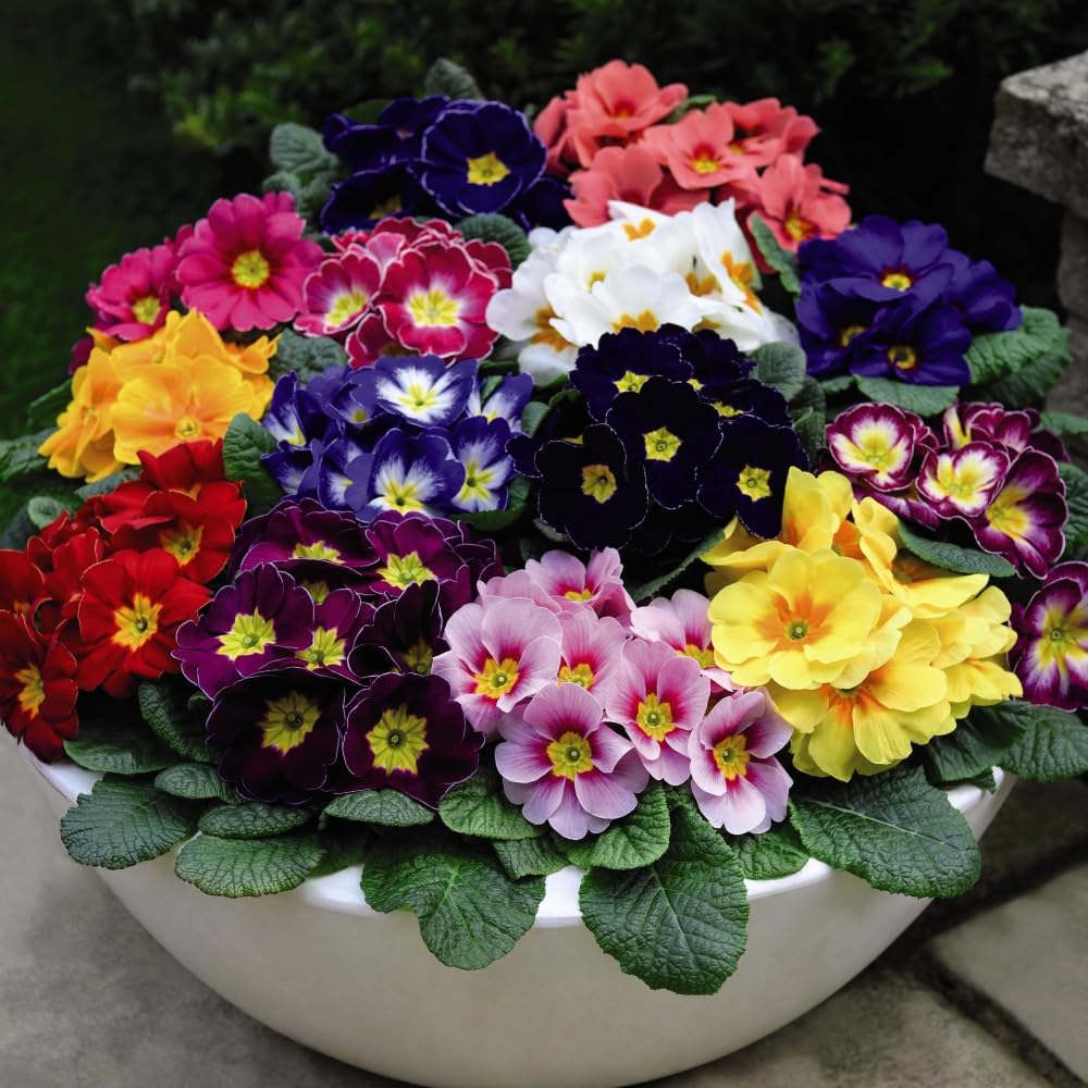Primrose 'Husky Mixed' – Hardy Perennial Flowering Plants | Vibrant Rainbow Colours for Winter to Spring | Ideal for Borders & Containers - 6X Plugs by Thompson and Morgan