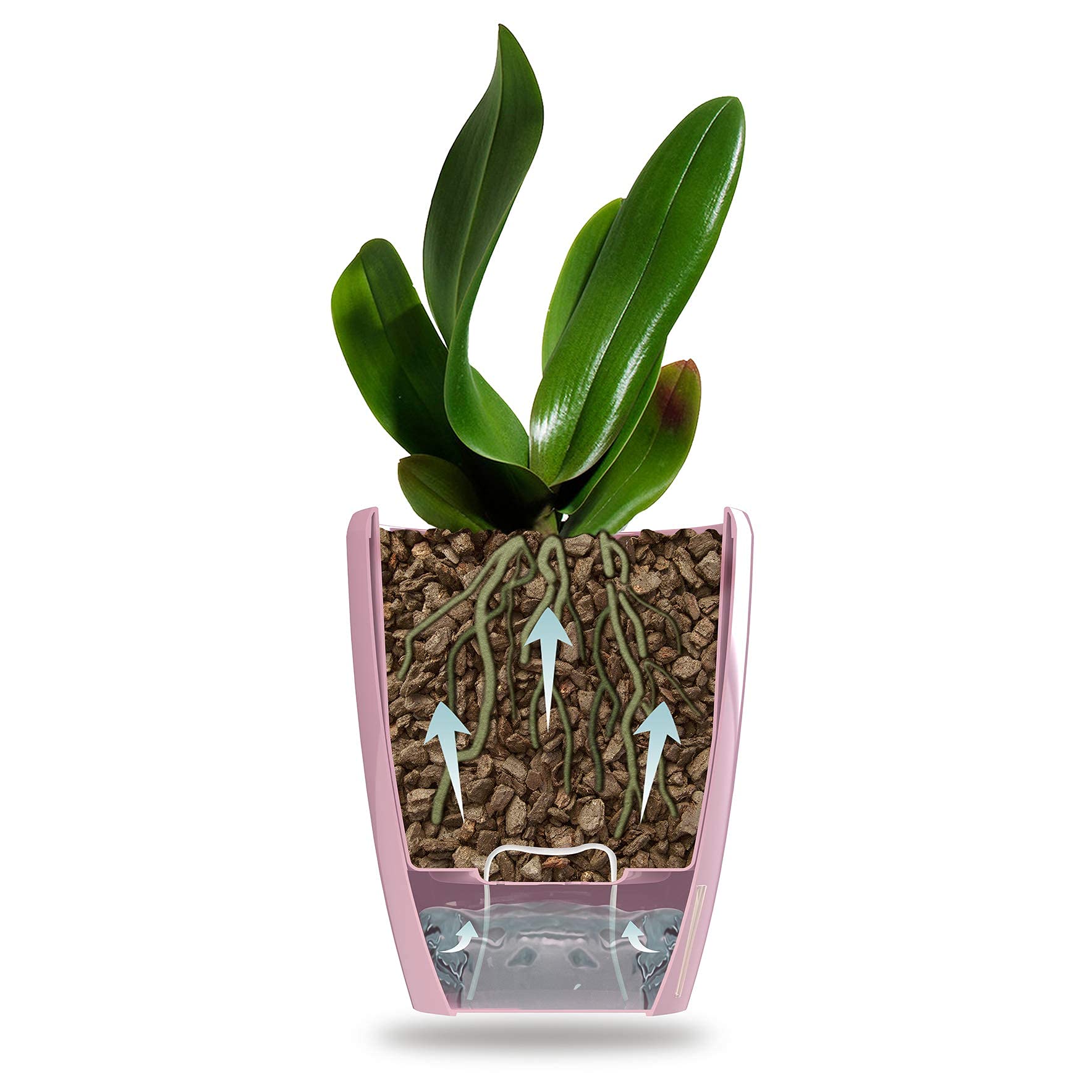 Happy Plants Pot à Orchidées, Diamètre : 12,5 Cm, Avec | FindTheDeal