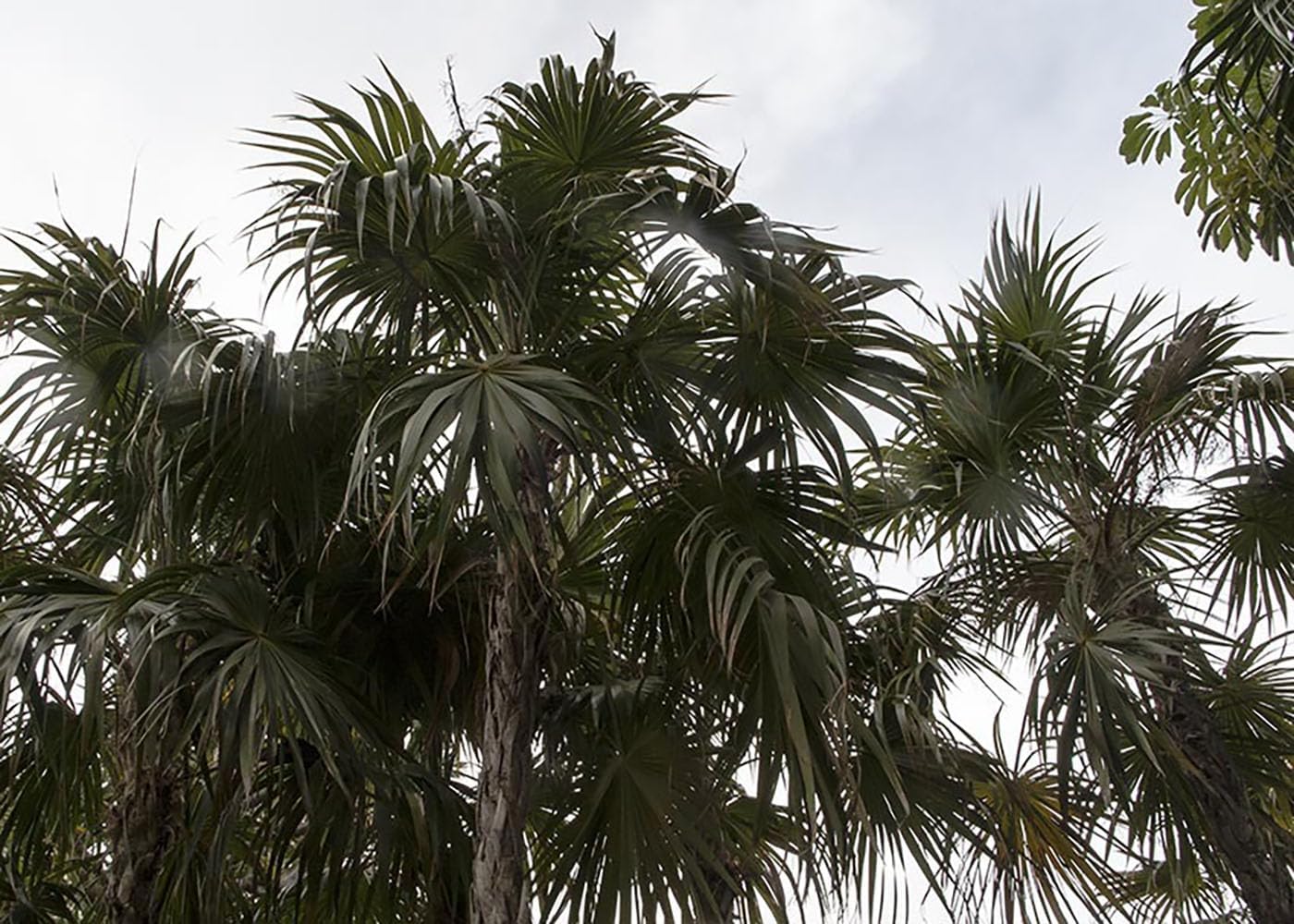 Thrinax Radiata Palm Tree – Florida Thatch Palm Live Tropical Plant, Fan-Leaf Caribbean Palm for Outdoor Landscaping & Coastal Gardens (No Pot) (2, Medium)