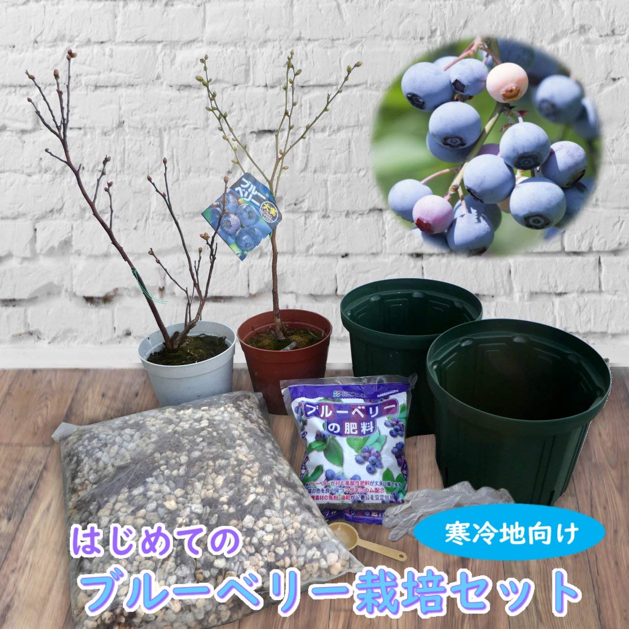 Amazon.co.jp: 【 はじめての ブルーベリー栽培セット 】 寒冷地向け