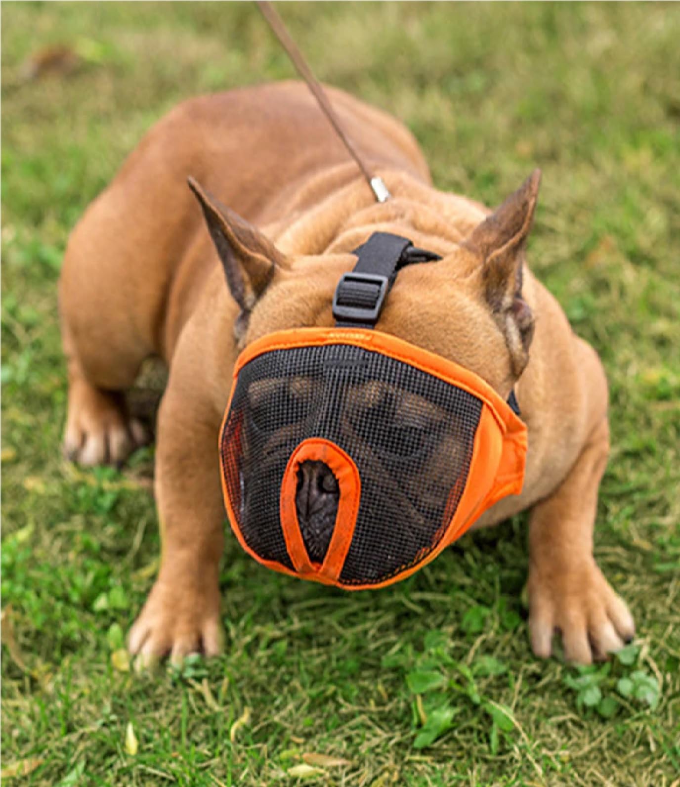 NITZU PETS Dog Muzzle Adjustable Breathable Mesh for Short Snout Dogs, Licking for French Bulldog Shih Tzu, for Flat-Faced Aggressive Dogs Grooming Walking, Allows Drinking (Large (15-25 INCH)) (B0CD5YG9W1) Amazon Price History, Amazon Price Tracker