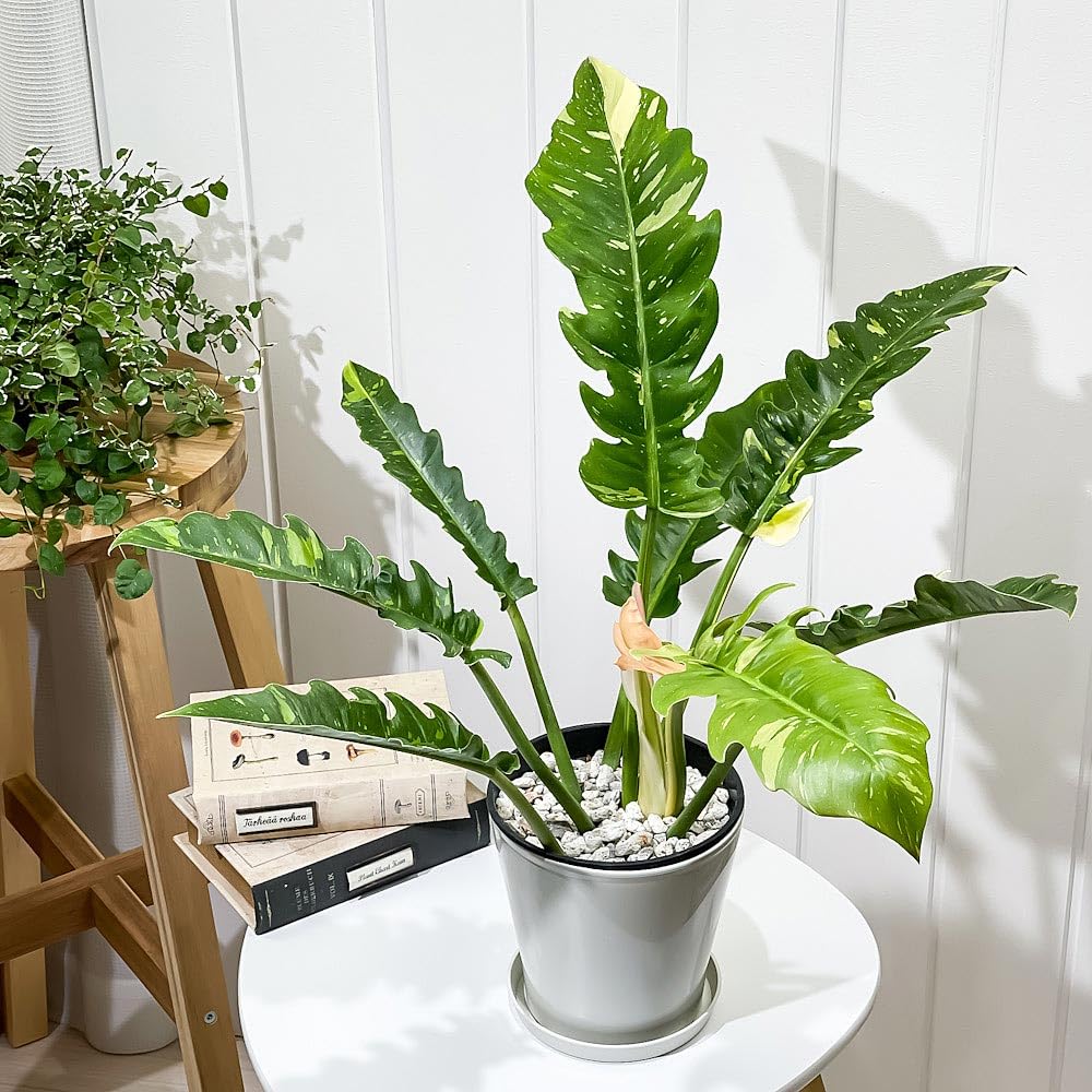 Amazon|PLANCHU 観葉植物 フィロデンドロン リングオブファイア 5号鉢 Amazon|PLANCHU 観葉植物 フィロデンドロン リングオブファイア 5号鉢