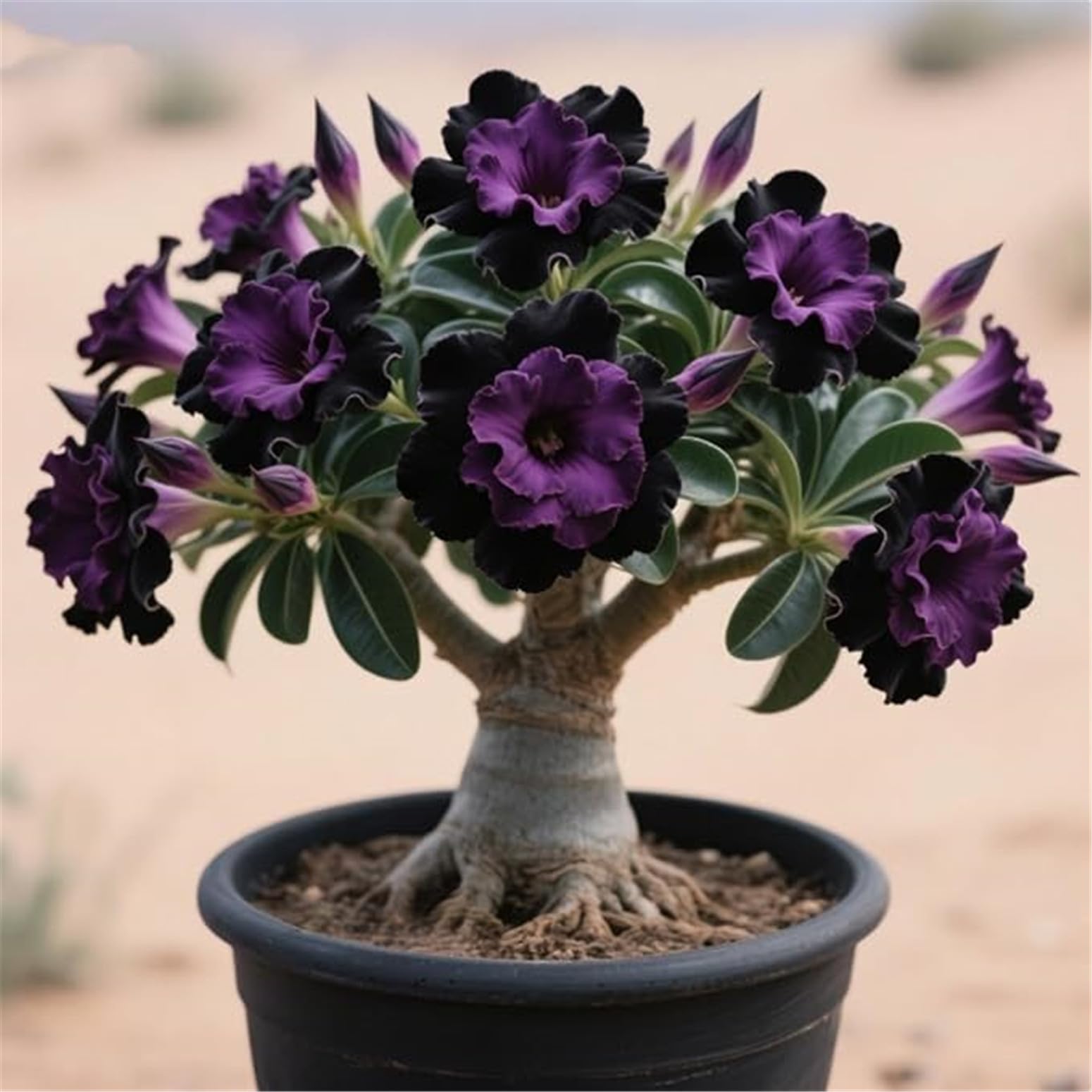 Indoor or Outdoor Desert Rose for Planting Magical Hardy Balcony Rare Species Ornamental Value - 2 Bulbs ee (G)