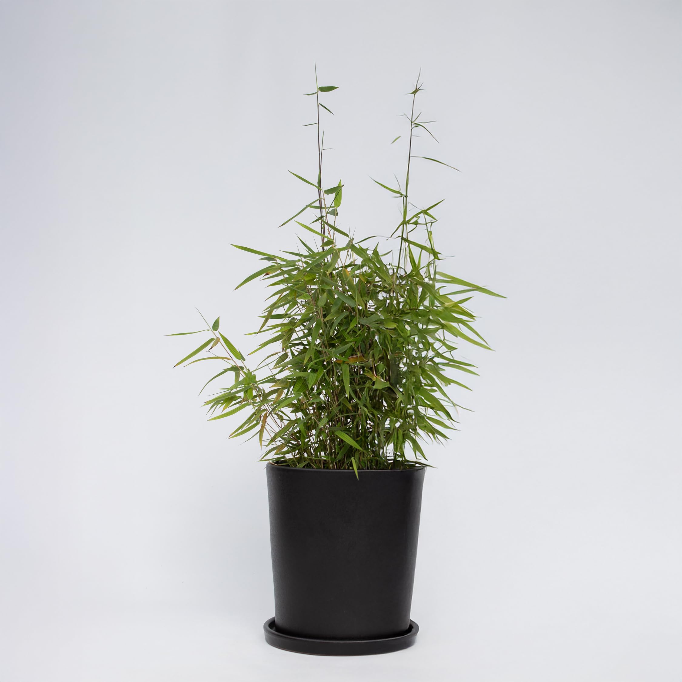 Plant in a Box - Fargesia lśniąca - Fargesia nitida 'Gansu' - Wysokość 60-80cm - Doniczka 17cm - Bambus nieinwazyjny - Zielony