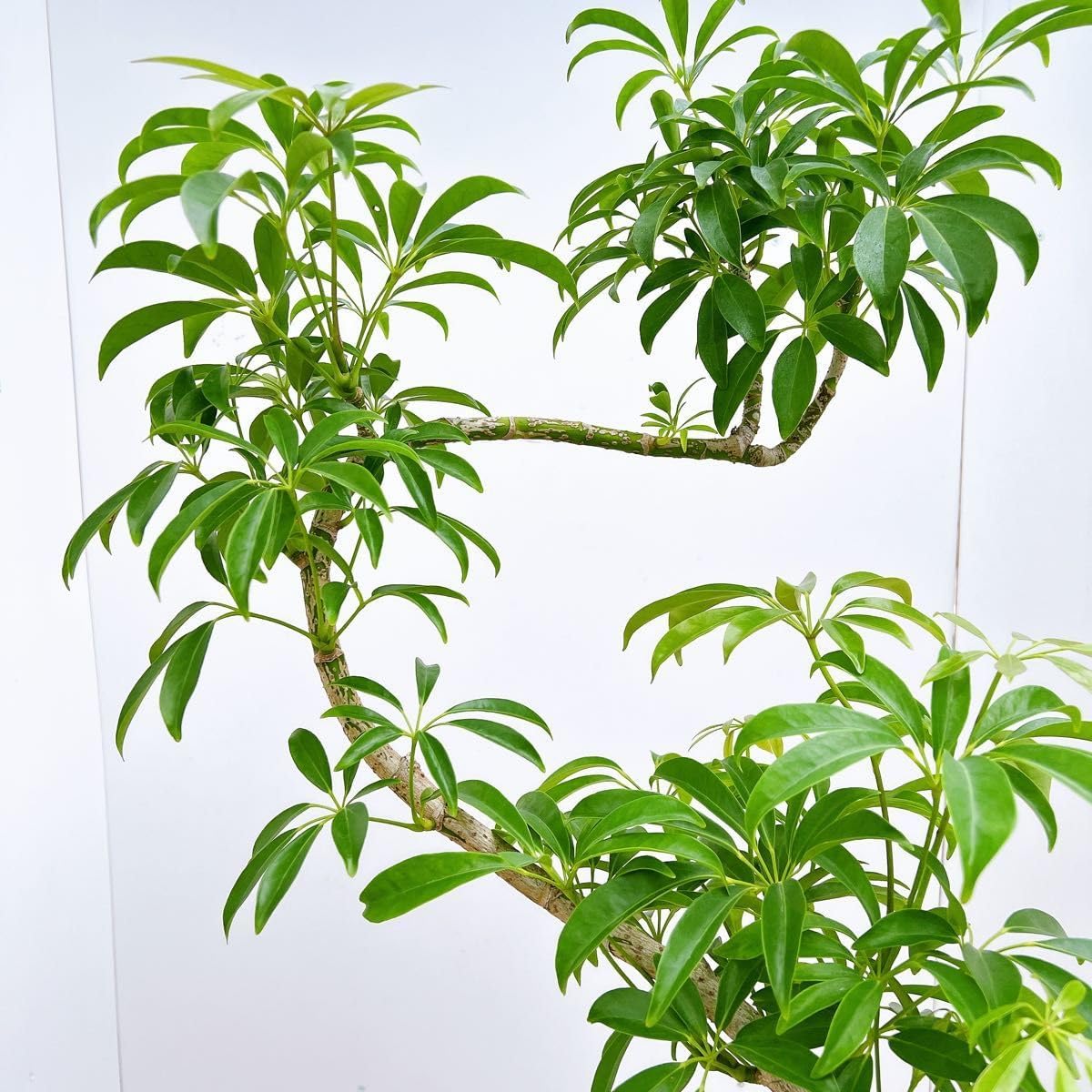 ★大特価★エバーフレッシュ　6号鉢　太木　葉いっぱい　ボリュームあり everfresh-1002_0001.jpg?1744945282