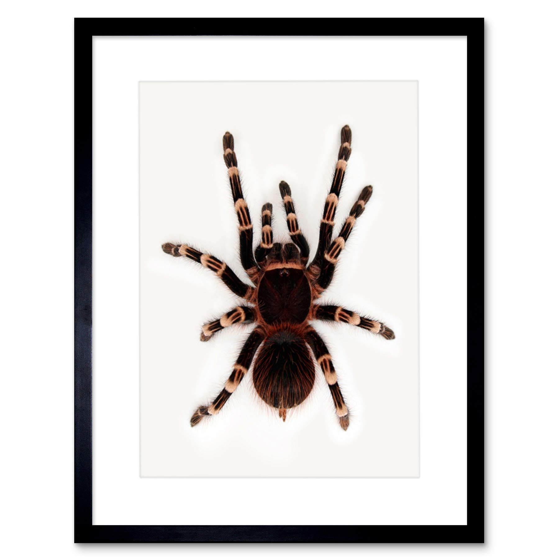 Wee Blue Coo Redknee Tarantula Spider Arachnid Art Picture Framed Wall Art Print
