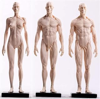 Study Model Human Anatomy Figure - Female & Male Musculoskeletal Anatomy Model - Human Anatomical Muscle Bone Model - Pu Material - for Medical Artist Drawing Study (Color : B) SaiFei
