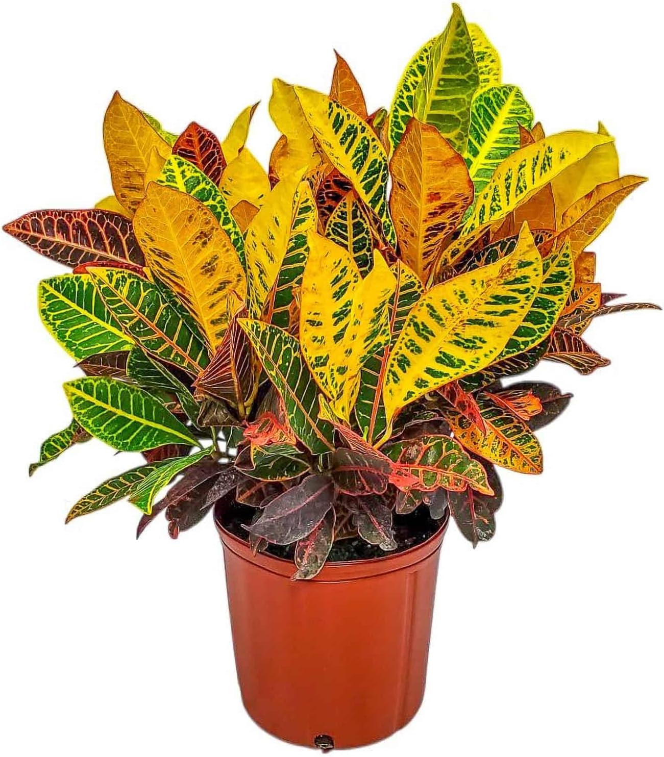 Croton Petra Plant - Tropical Foliage Plant Live - Overall Height 20" to 24" - Tropical Plants of Florida (Plant + Fertilizer + Soil)
