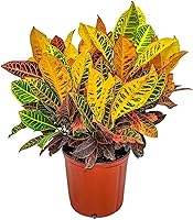 Vista 1 de Planta Croton Petra - Planta Tropical de Follaje Viva - Altura Total de 20" a 24" - Plantas Tropicales de Florida