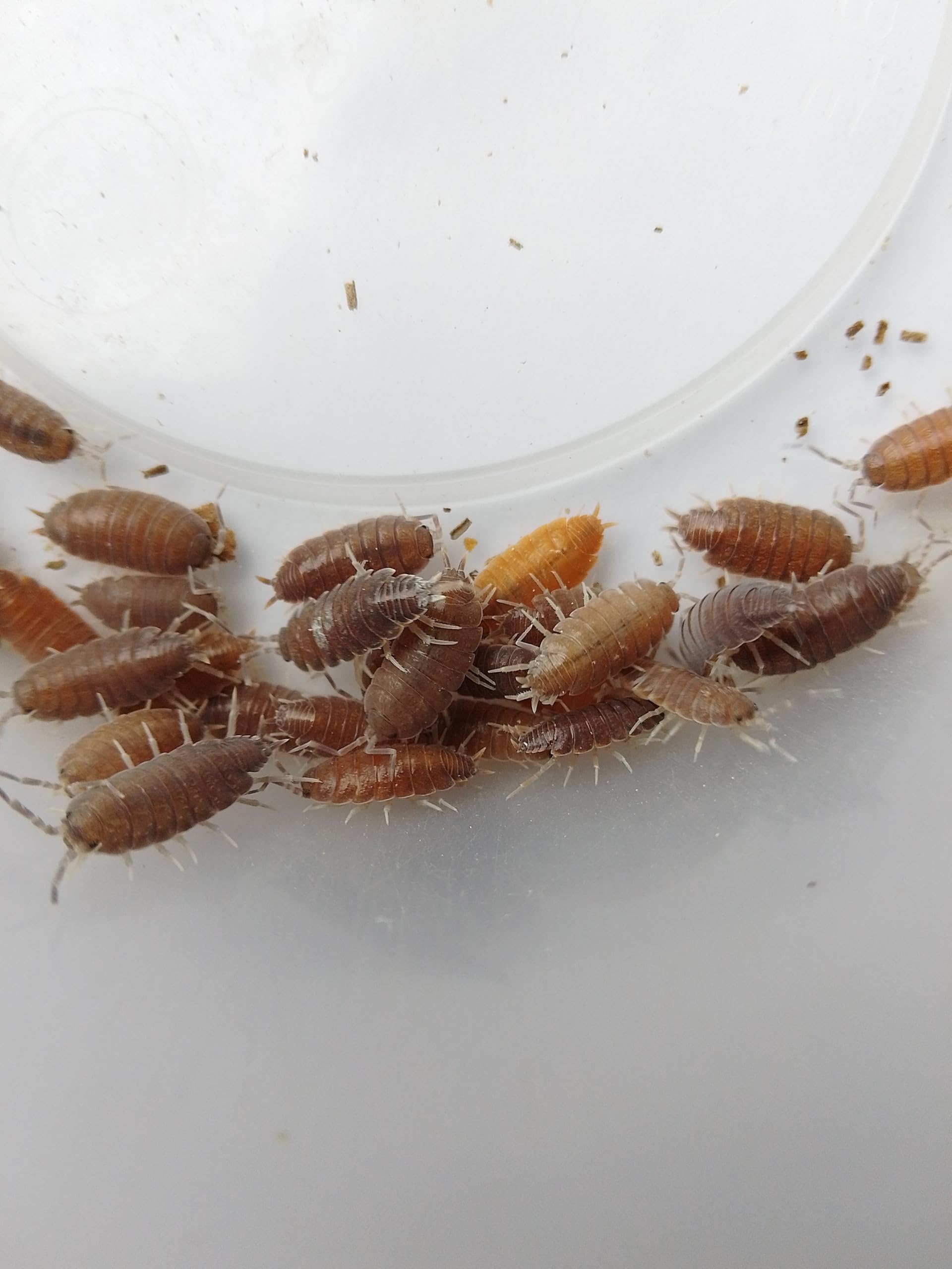 Live Porcellionides Pruinosus Isopods – Tropical Grey/Orange Woodlice for Bioactive Terrariums or Clean-Up Crews – LARGE (30)