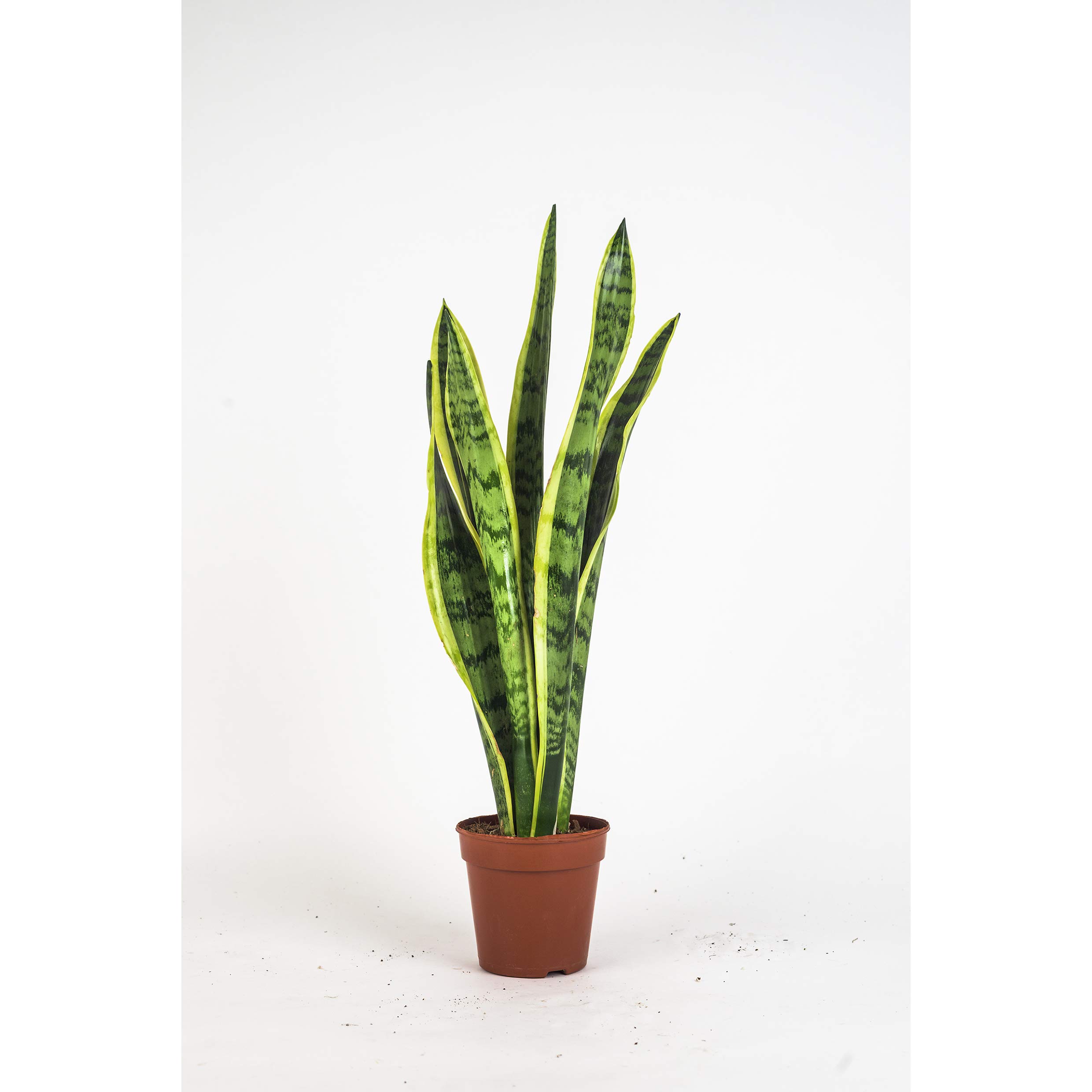 Zimmerpflanzen Set - 3 Mix - Zamiocoulca, Sansevieria, Aloe Vera - natürliche Deko und Luftverbesserung im Blumentopf - toller Mix aus Tropischen und Orientalischen Pflanzen (SET 12)