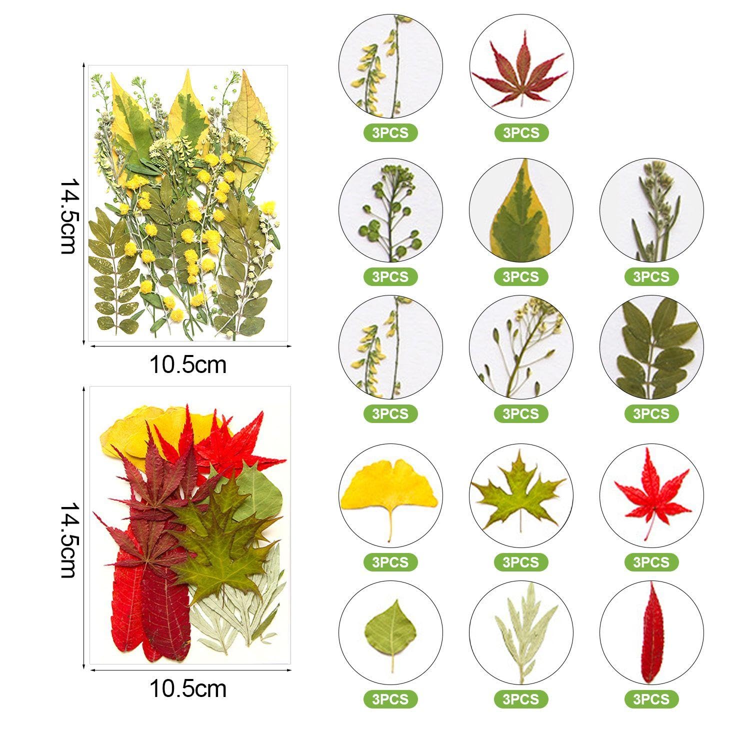 VEHYEGOI 42 Pieces Of Dried Flower Embossing, Plant Specimens, Diy Handicraft Materials, Can Be Used To Decorate Soaps - Image 2