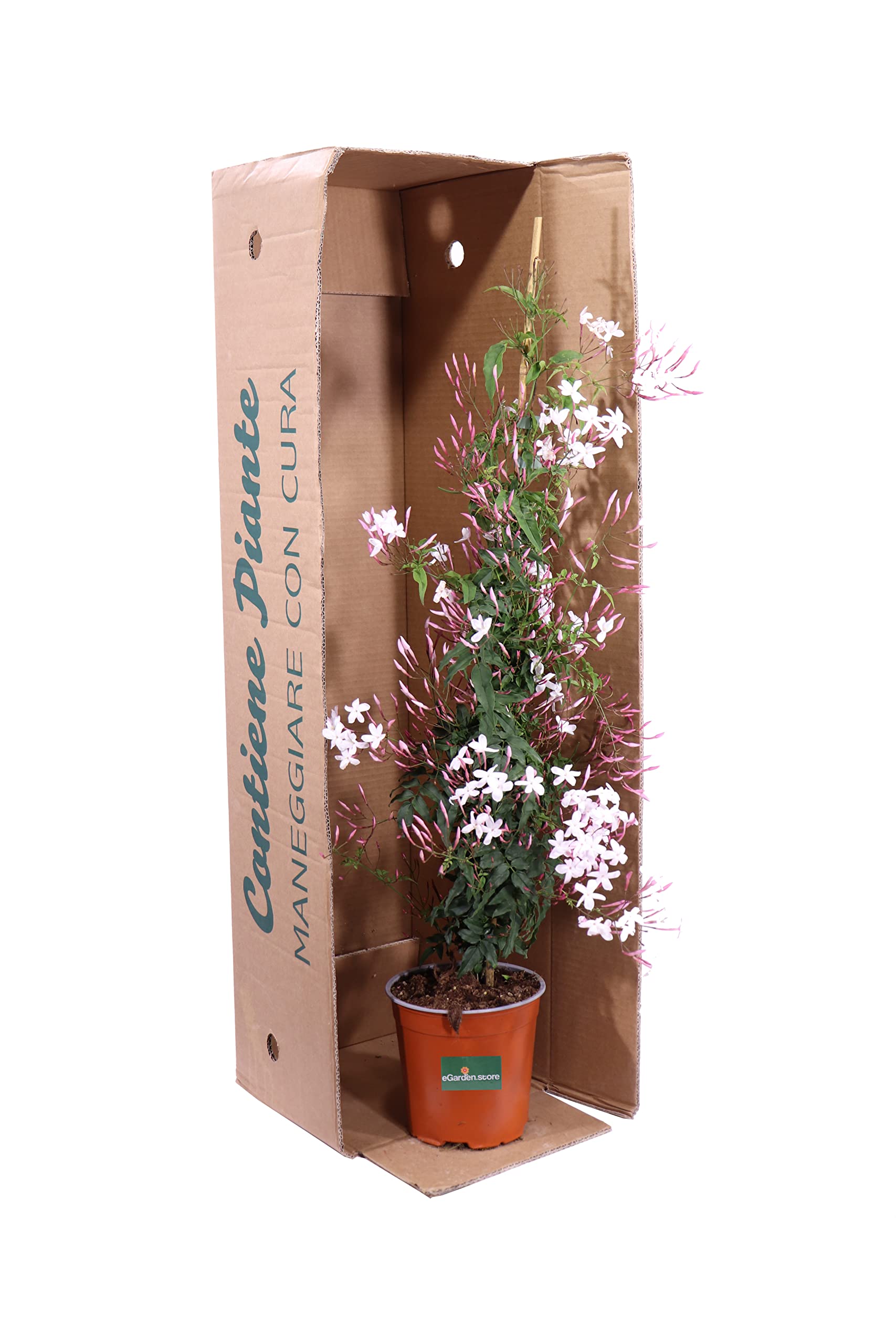 Pianta vera di Jasminum Polyanthum o Gelsomino Marzolino pianta rampicante ornamentale da esterno Gelsomino fiore bianco venduto da eGarden.store (Vaso 16 cm)