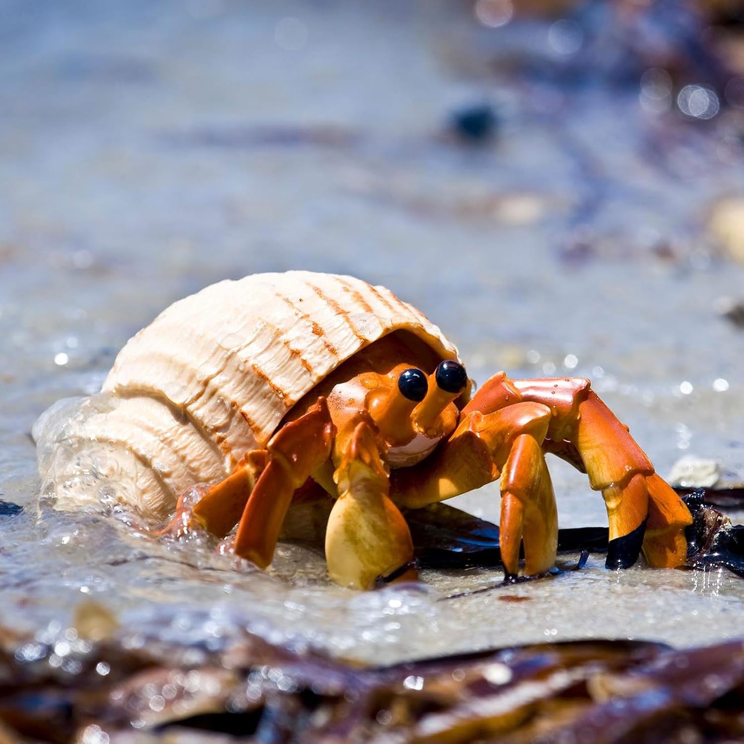 Safari Ltd. Hermit Crab Figurine - Detailed 4.5" Model Figure - Educational Toy for Boys, Girls, and Kids Ages 18M+