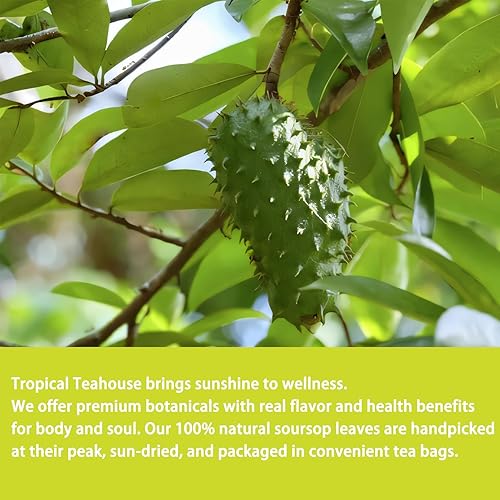 Miniatura 4 de SAMCCI - Bolsitas de Té de Hojas de Guanábana, 40Bolsitas, 1.5gbolsita, 100% Té Puro de Hojas de Graviola - Té de Hojas de Guanabana - Confort