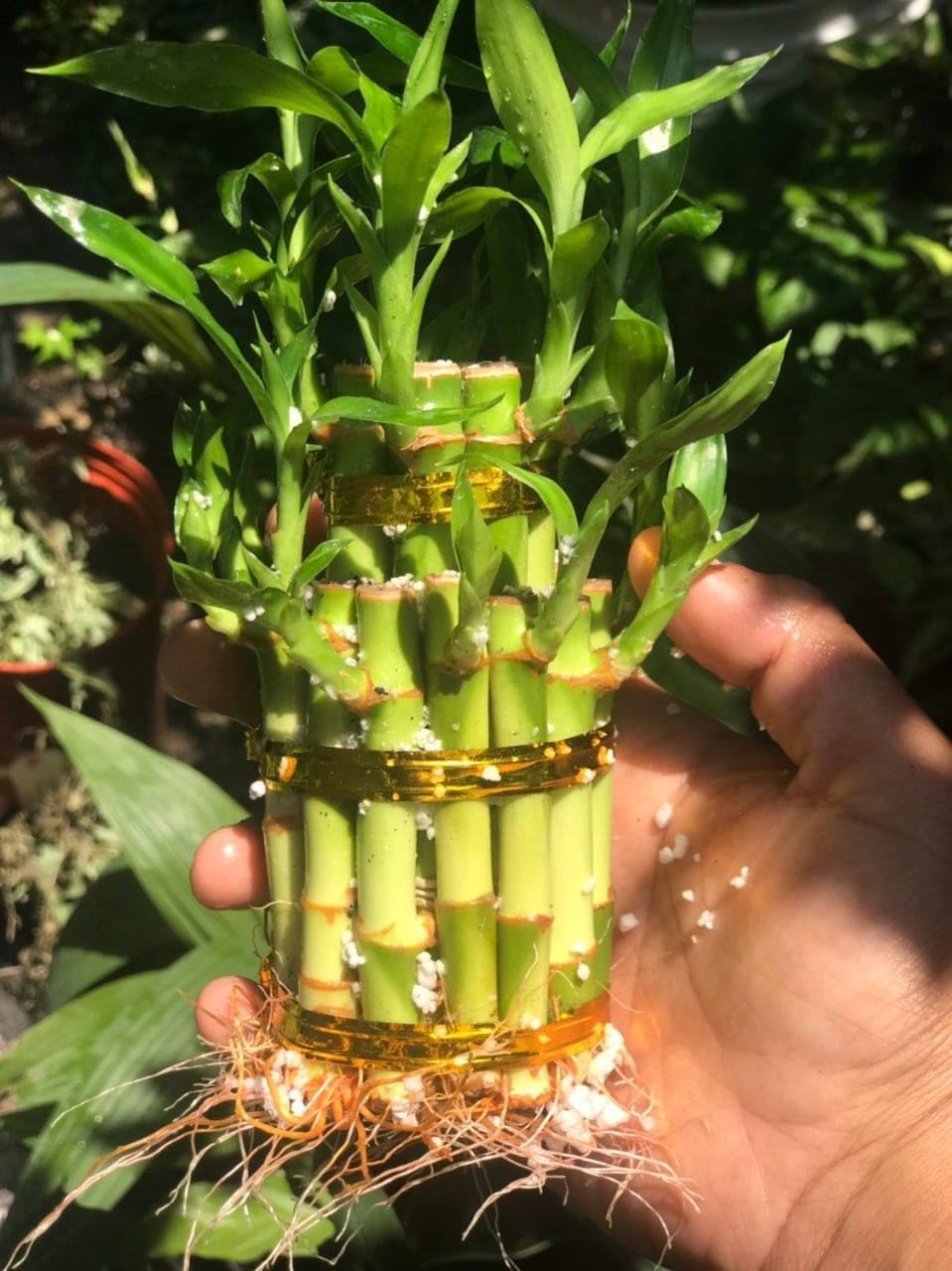 Fresh Lucky Bamboo 2 Layer – Live Stalk Set (No Pot Included) pack 1