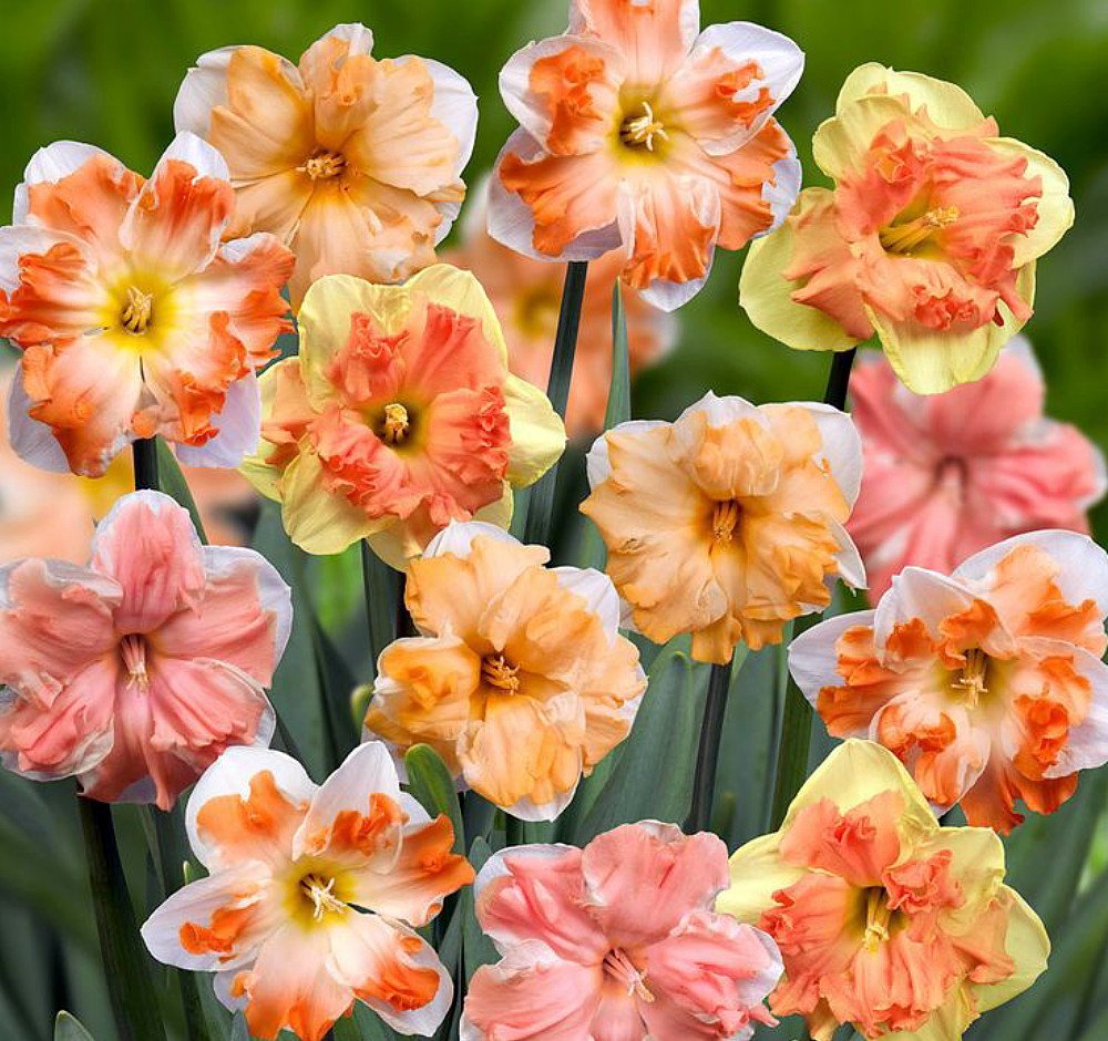Butterfly Daffodil Narcissus Mix 8 Bulbs