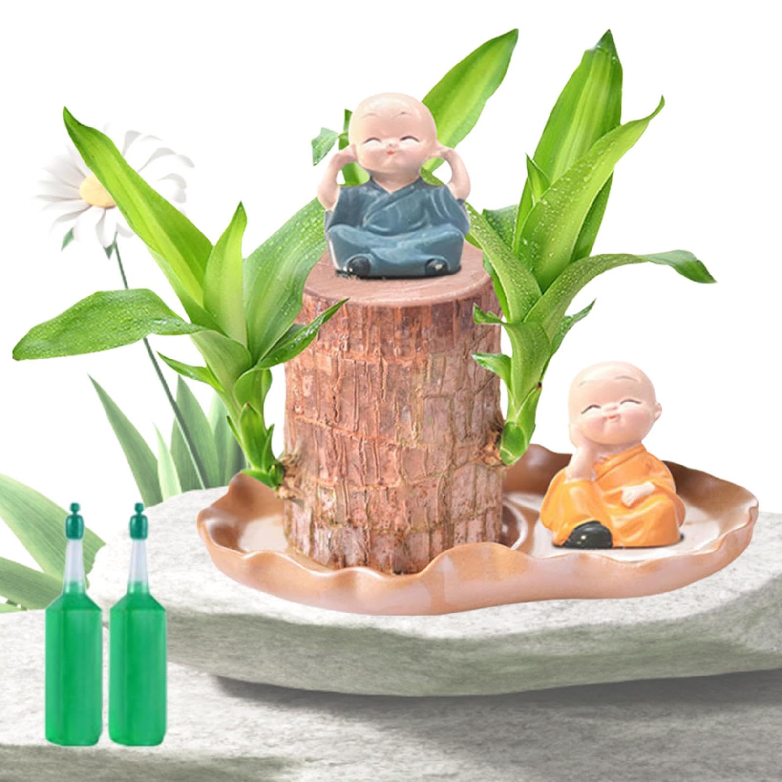 Brazil Lucky Wood, Small Lucky Brazilian Wood Plant with Monk Statues, Brazilian Lucky Bamboos Hydroponic Potted Plant Stump with Nutrient Solution, Indoor Offices Desktop Plant