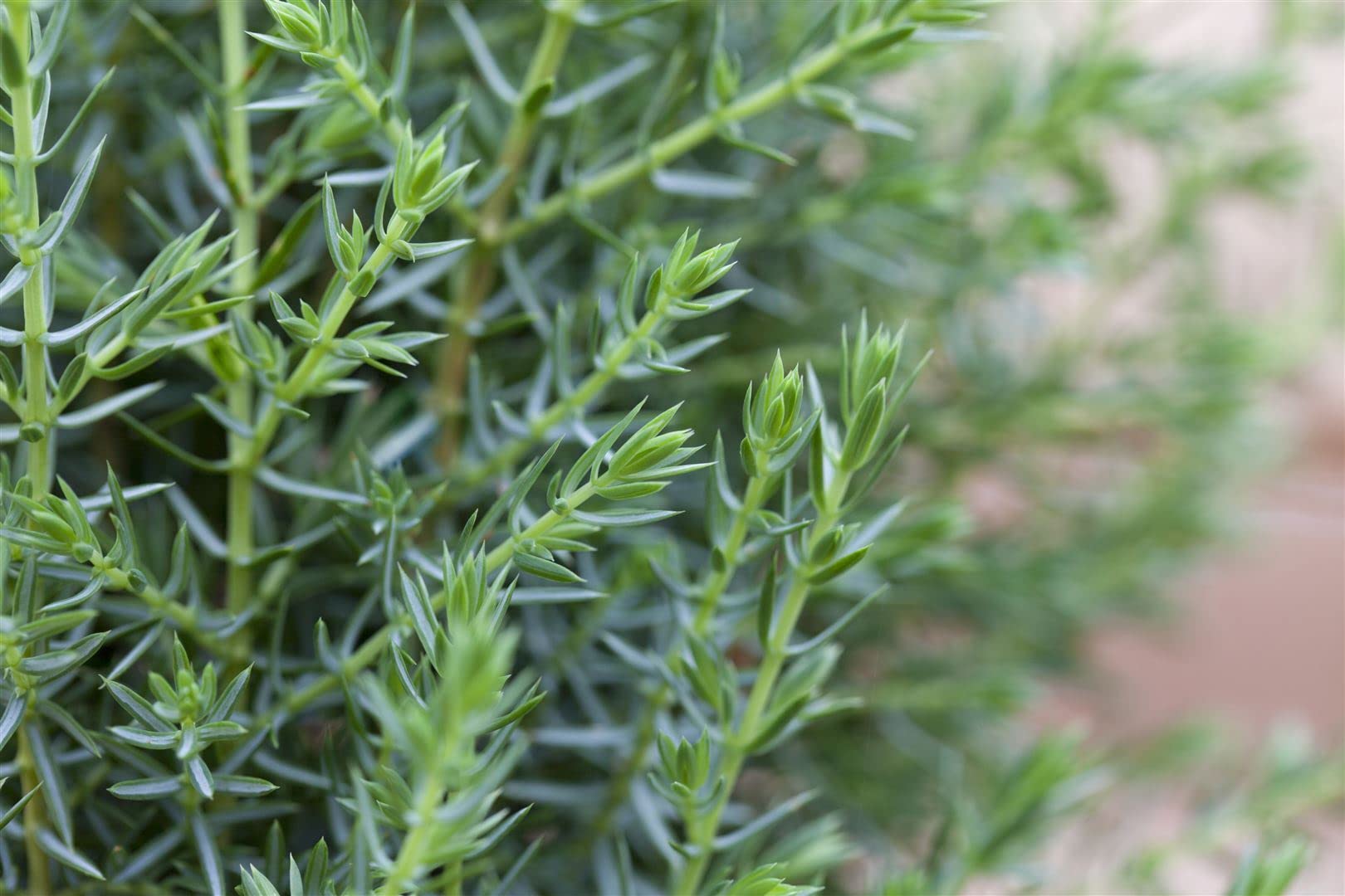Gemeiner Wacholder Juniperus communis Arnold 60-80 cm winterhart