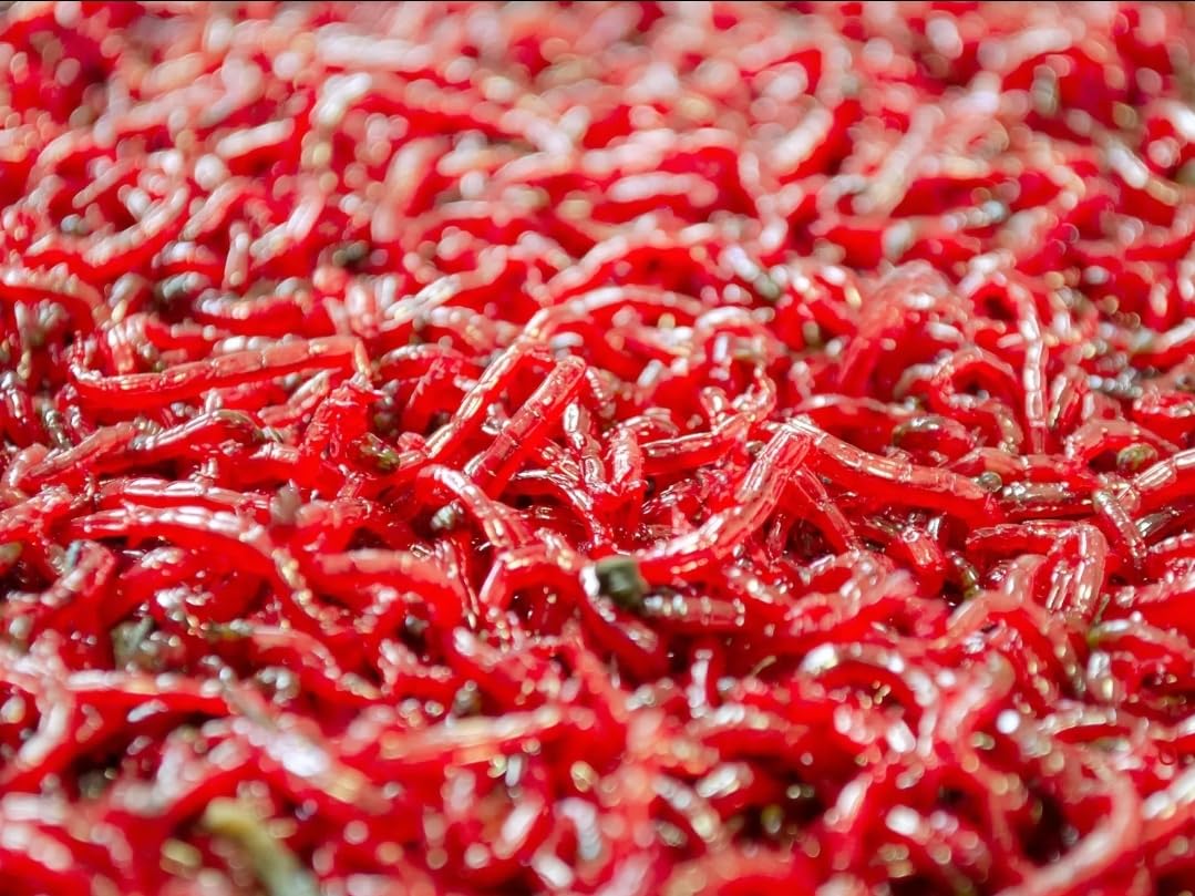 20g Bulk Live Bloodworm on Paper- ideal live food for all Fish tropical fish food Tetra guppy angelfish catfish