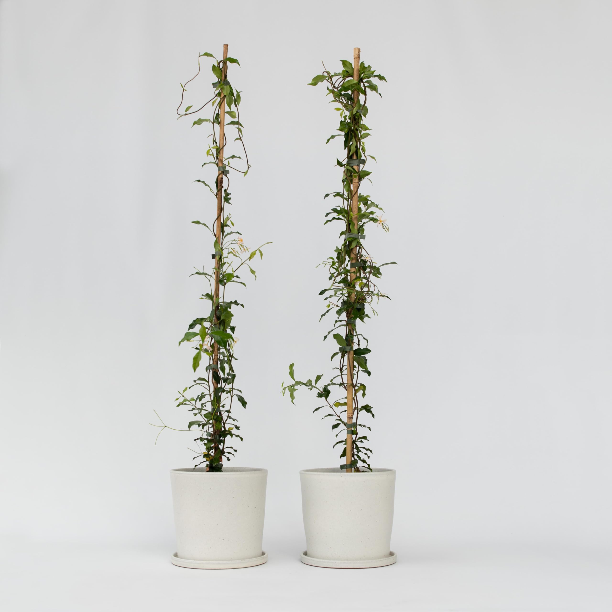 Plant in a Box - Trachelospermum jasminoides 'Pink Showers' - Set de 2 - Jasmin XL - Grimpante rustique - Pot 17cm - Hauteur 110-120cm