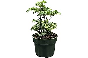 Thrive & Surge Aralia Plant, Indoor Live Plant