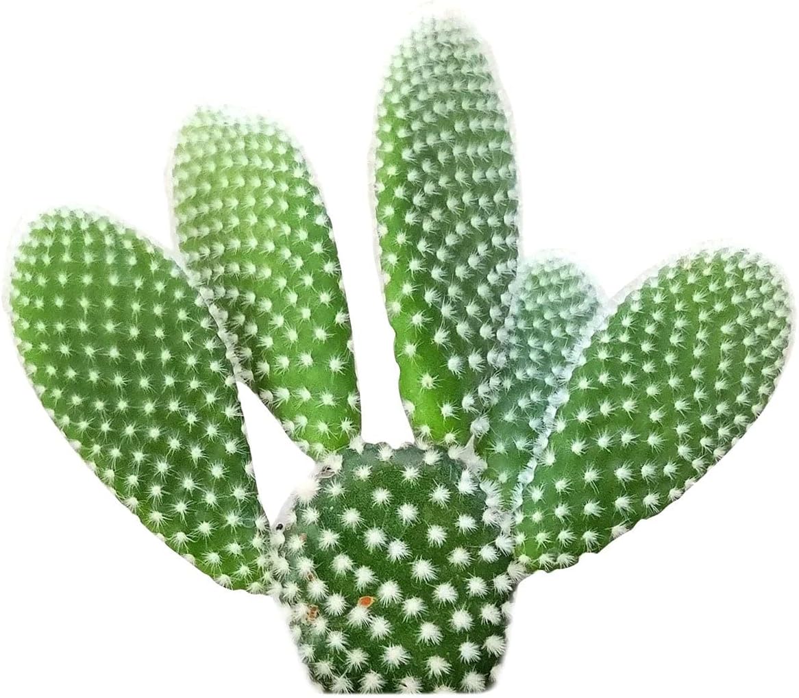 Live Cactus Plants, Fully Rooted 4-inch Cactus Succulent Plants, Rare Varieties for Gift or Home Decoration (Fishbone Cactus)