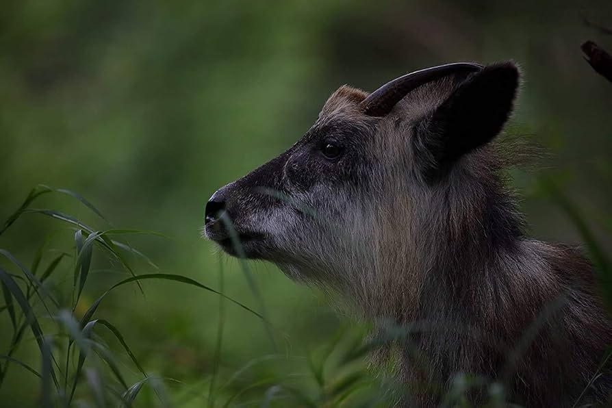 つぶらページ Amazon | Sigma 60-600mm F4.5-6.3 DG OS HSM スポーツカメラ