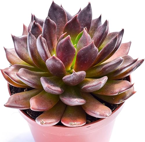 Miniatura 2 de Planta suculenta Echeveria viva - Suculenta Echeveria de 4 pulgadas con raíces completas (Echeveria Echoc)