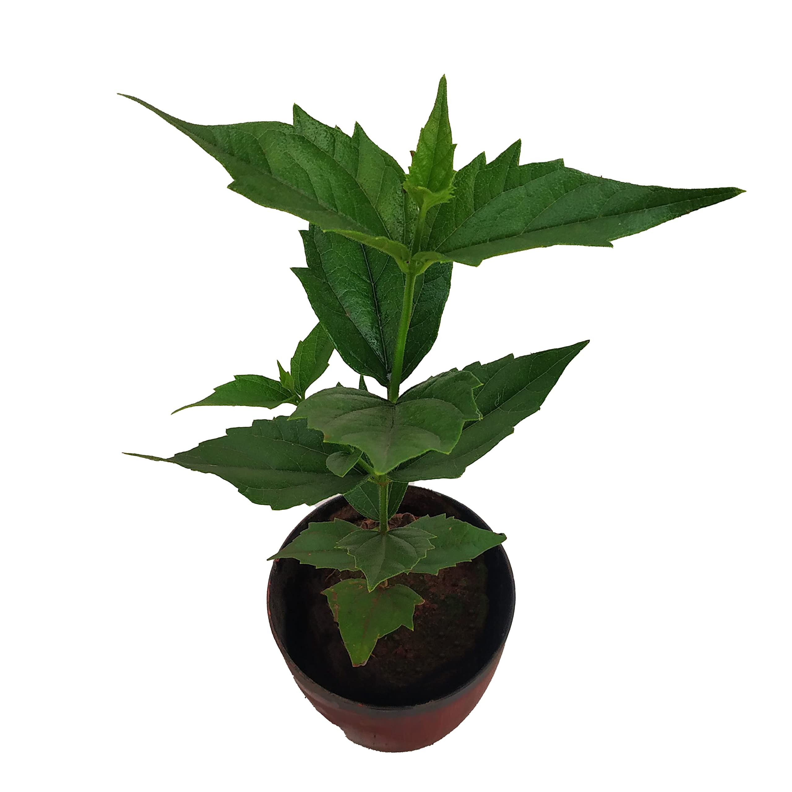 Go4plants Parijat/Harshringar Live Flower Plant Pot (B0B2F1HHG7) Amazon Price History, Amazon Price Tracker