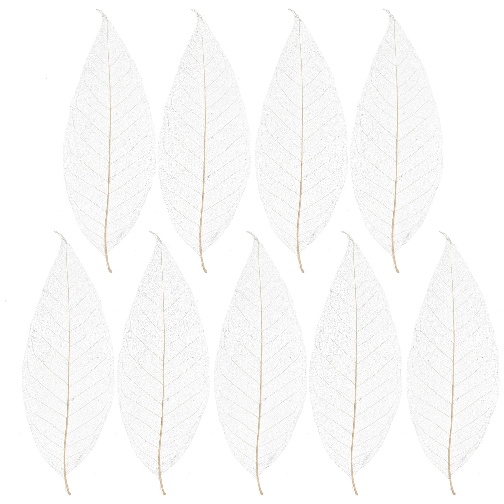 Spécimen de Feuilles Séchées Naturelles 100 Pcs, Blanc | Matériaux de Bricolage Faits Main, Feuilles Blanches Résistantes, pour Création Artistique et Fêtes