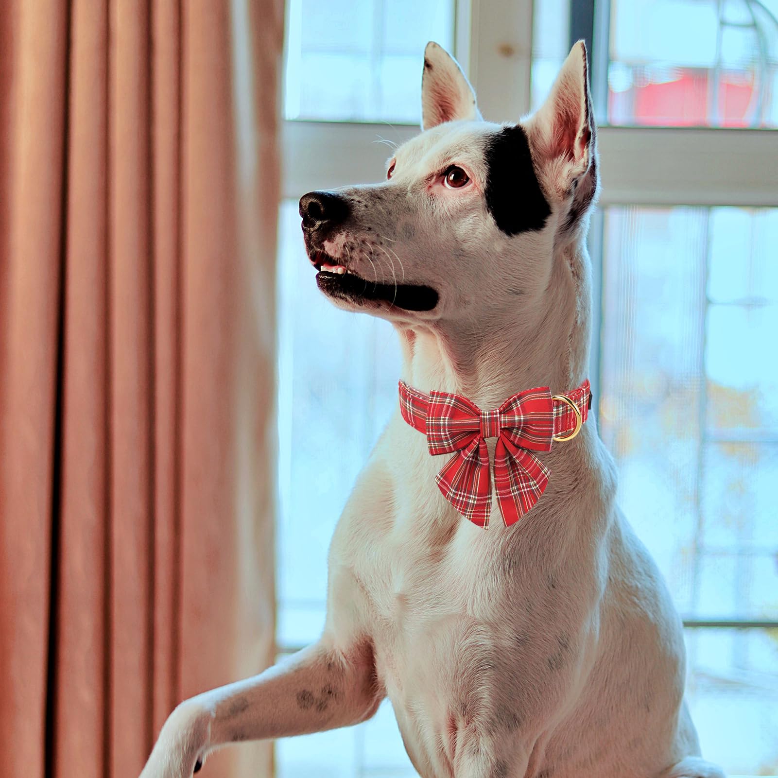 Collar de perro a cuadros rojos y dorados de Navidad MR. CHUBBYFACE collares de perro con lazo marinero para cachorros pequeños, medianos y grandes