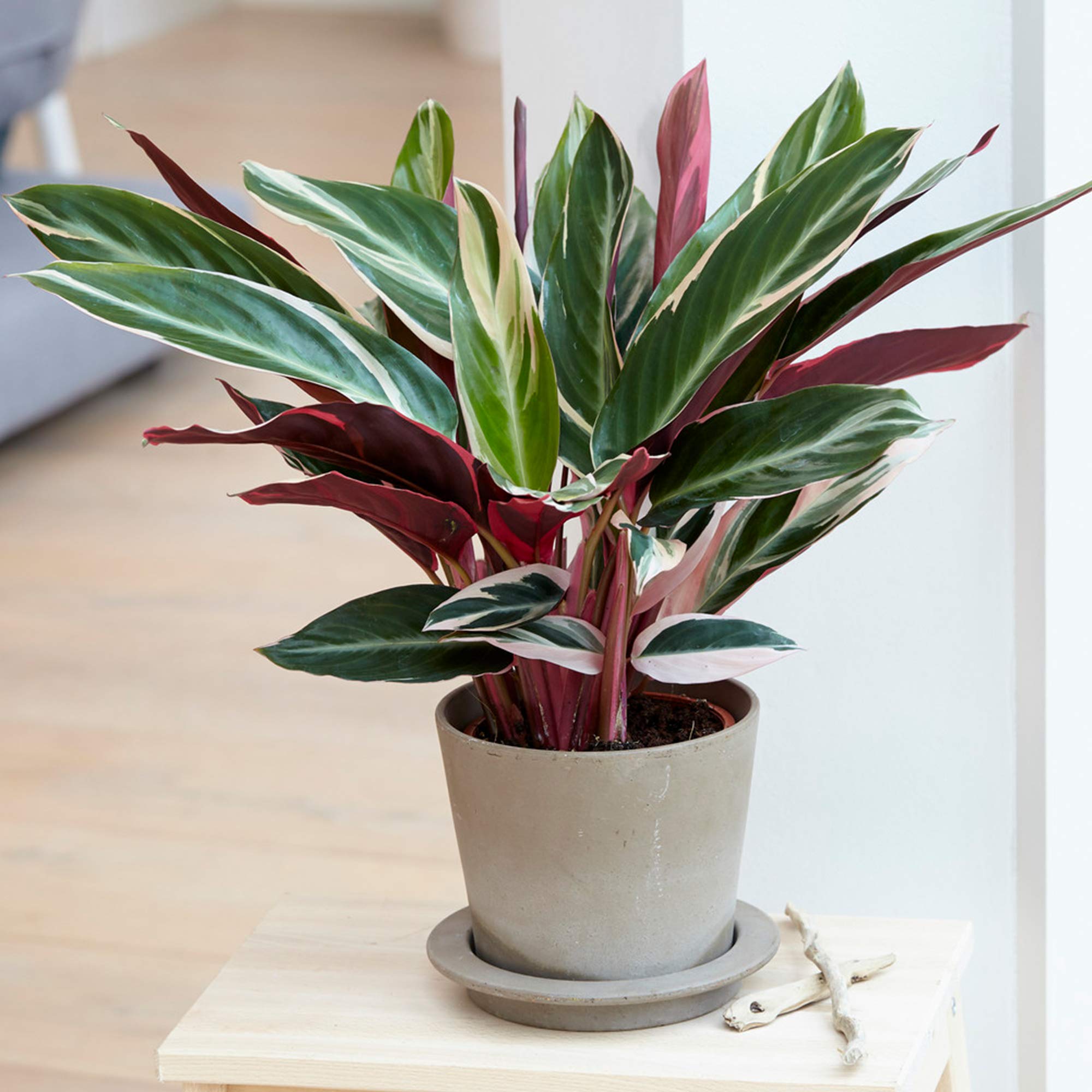 1 x Auffllige Calathea Triostar | 40-50 cm im Topf | Zimmerpflanze frs  Zuhause oder das Bro : Amazon.de: Garten
