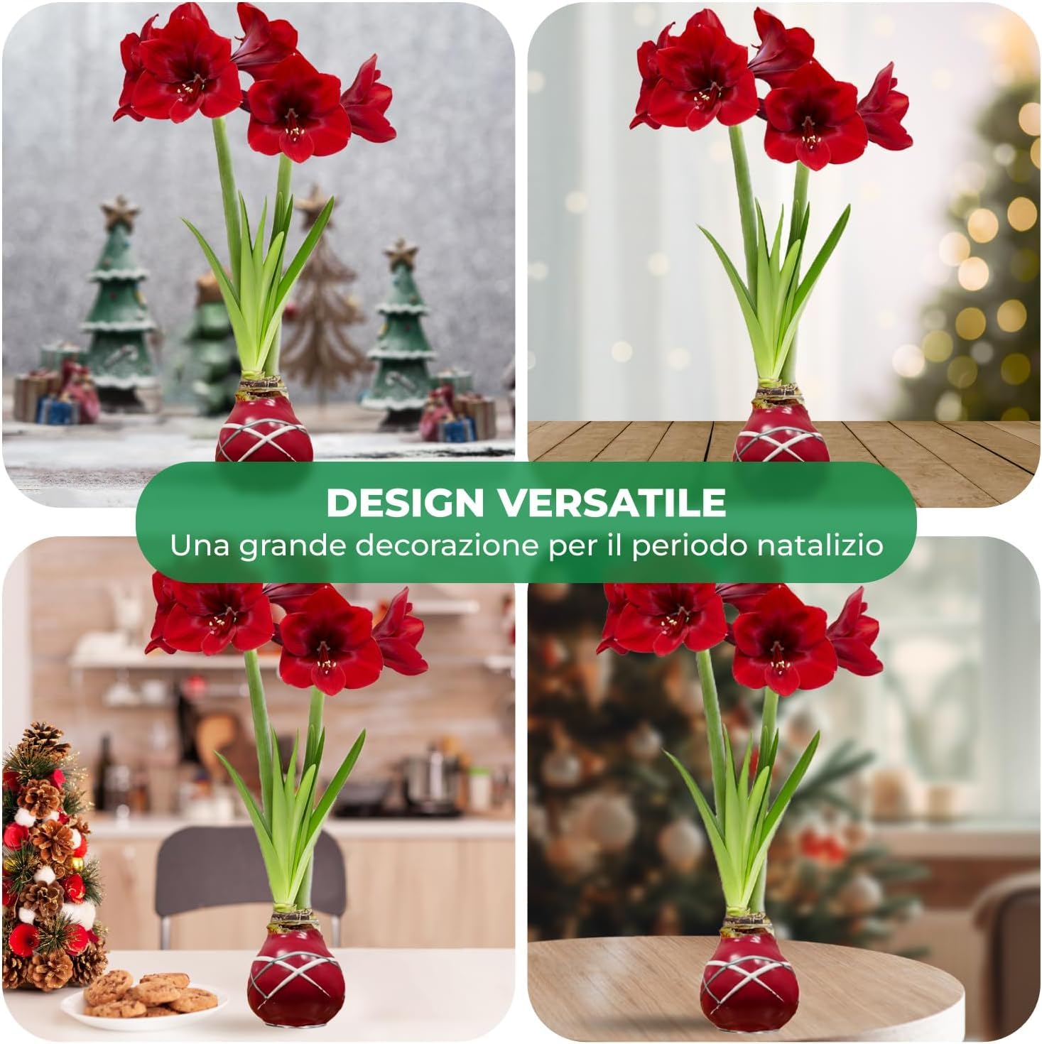 Bulbi di Amaryllis Cera Rosso Striato - 2 Bulbo da Fiore