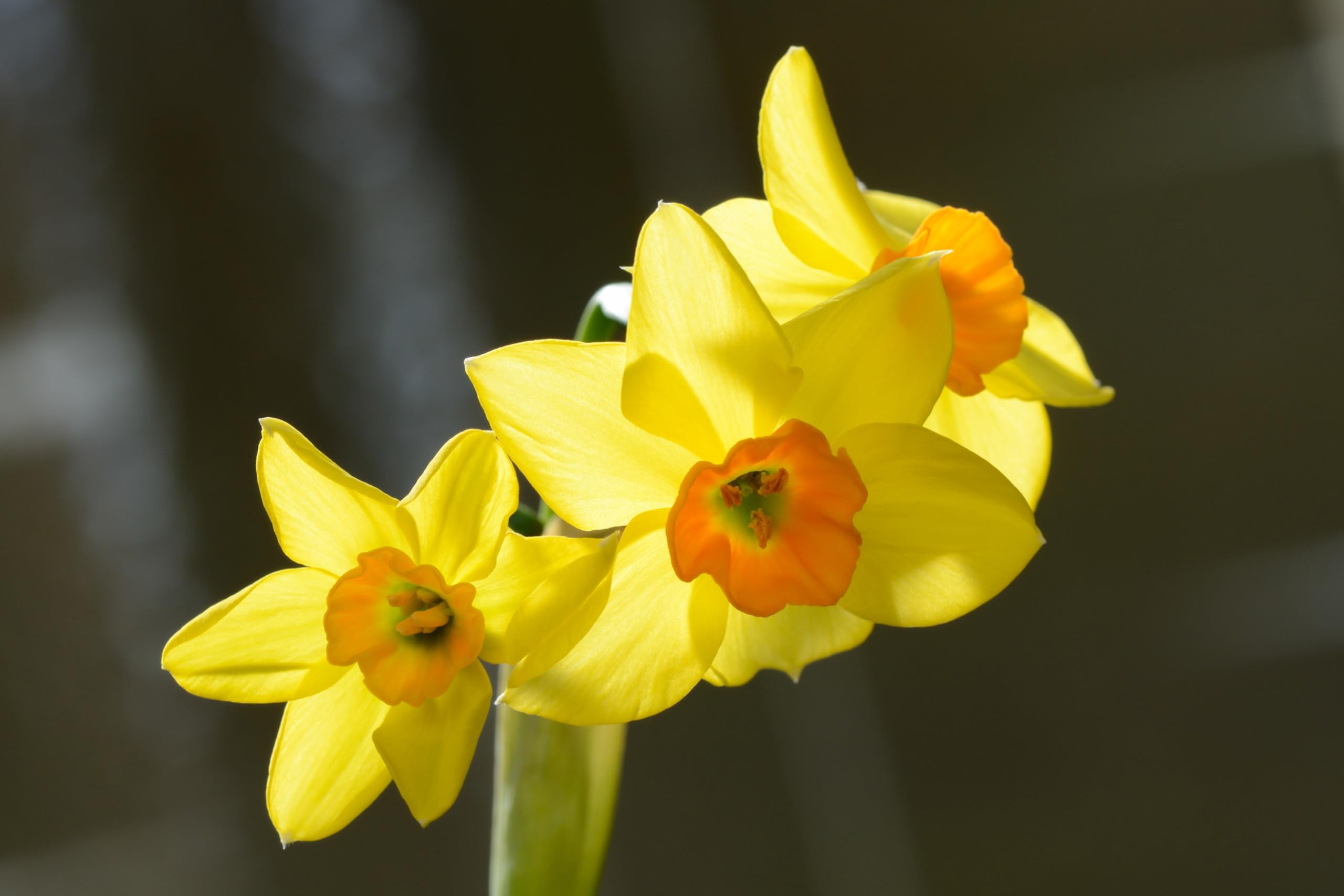 Lincolnshire Pond Plants Ltd - Allium Eros Plant Bulb x5 — view 31