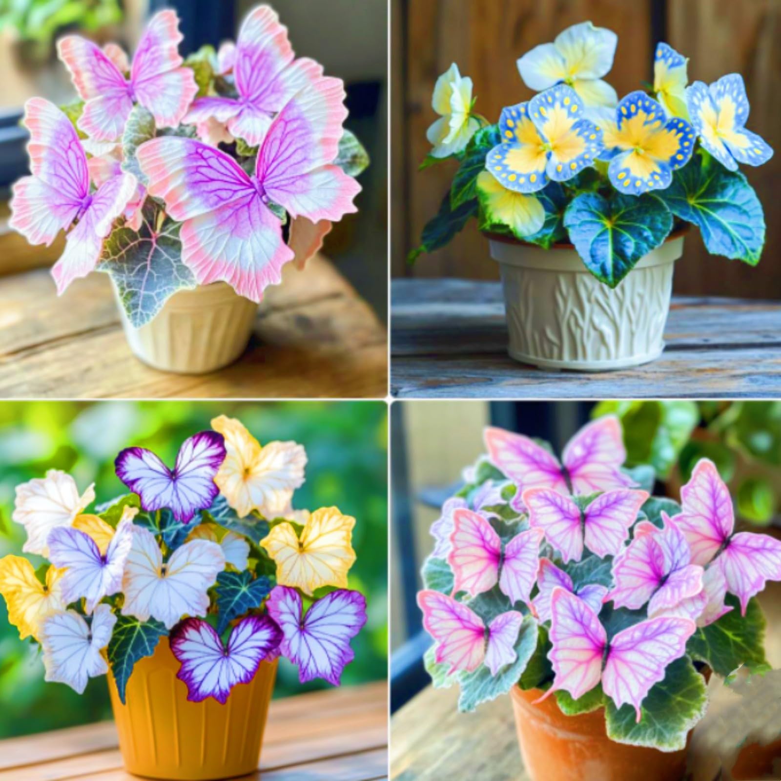 Bloom Year After Year hostas Plants Ornamental Flowers/Hardy Perennial/Wedding Flowers-4bulbs-f