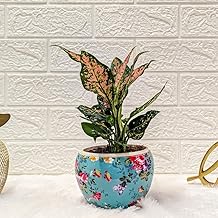 Floral Boutique Aglaonema Rui In A Sky Blue Printed Pot | Indoor Plant For Home | Indoor Plant For Living Room | Indoor Plants