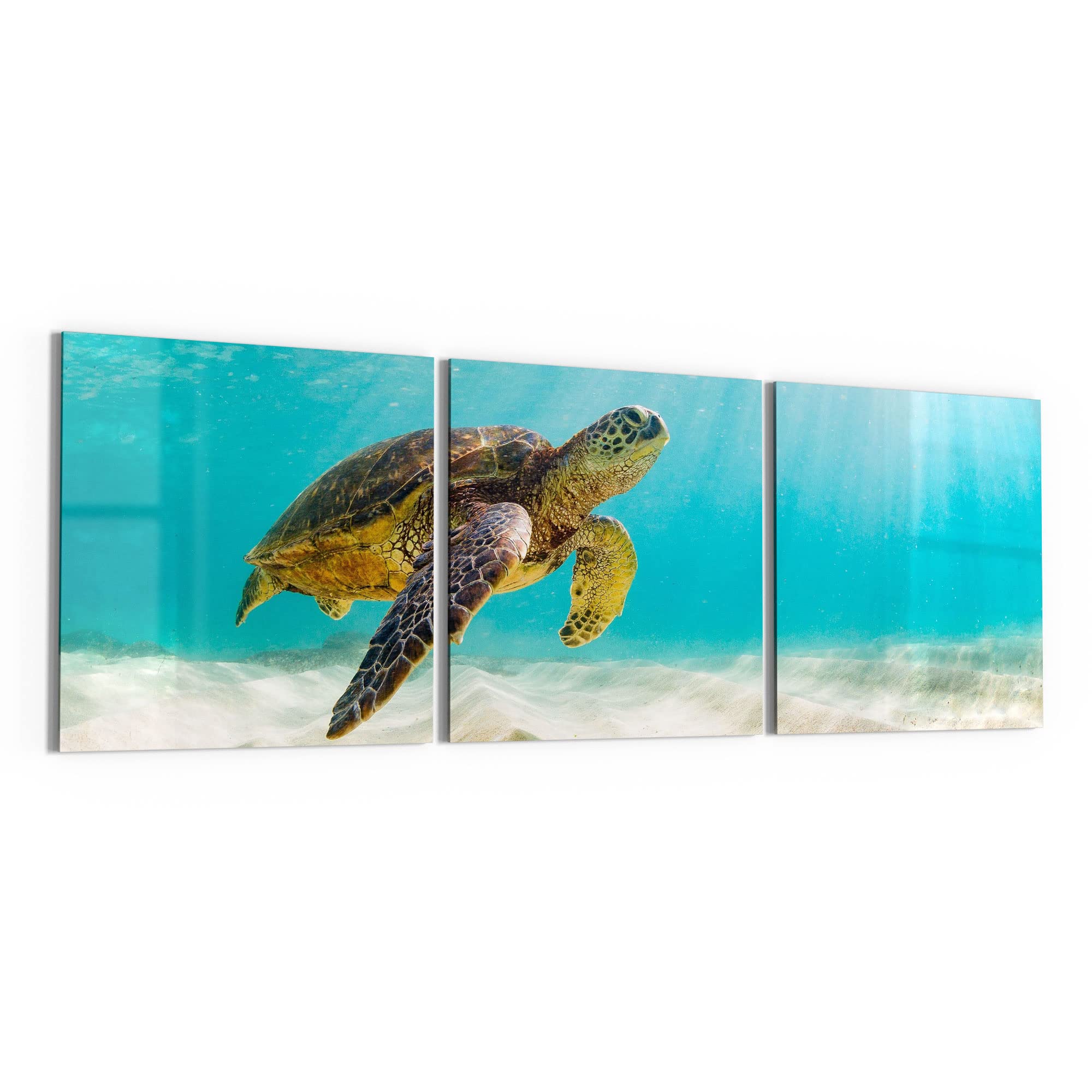 DEQORI Glasbilder Echtglas | Motiv Schildkröte unter Wasser | horizontal 3-teilig 150x50 cm | große XXL Deko | Wandbilder für Wohnzimmer, Schlafzimmer, Flur & Küche | moderne Wanddeko