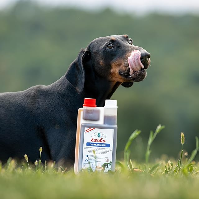 Foto 2 de 6 de EWALIA Jugo intestinal para perros - armonía para los intestinos del perro