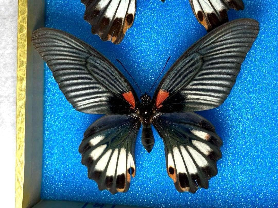 蝶の標本セット 展翅加工済 ナガサキアゲハ オキナワカラス