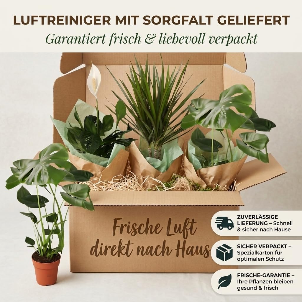 Lot de 3 purificateurs d'air Monstera, Spathiphyllum, Dracaena Ø 40-70 cm