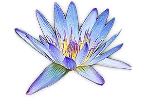 Live Nymphaea Caerulea Tubers