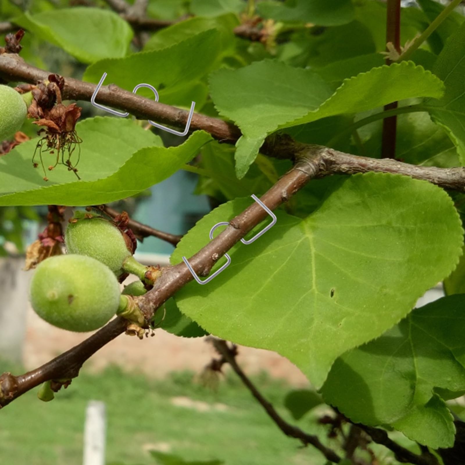 YARNOW 1 Juego De Moldeador De Ramas De Árboles Frutales Alambre Galvanizado Estirado En Frío Clip para Doblar Plantas Suministro De Árboles Bonsai Moderadores Entrenador De Modelado