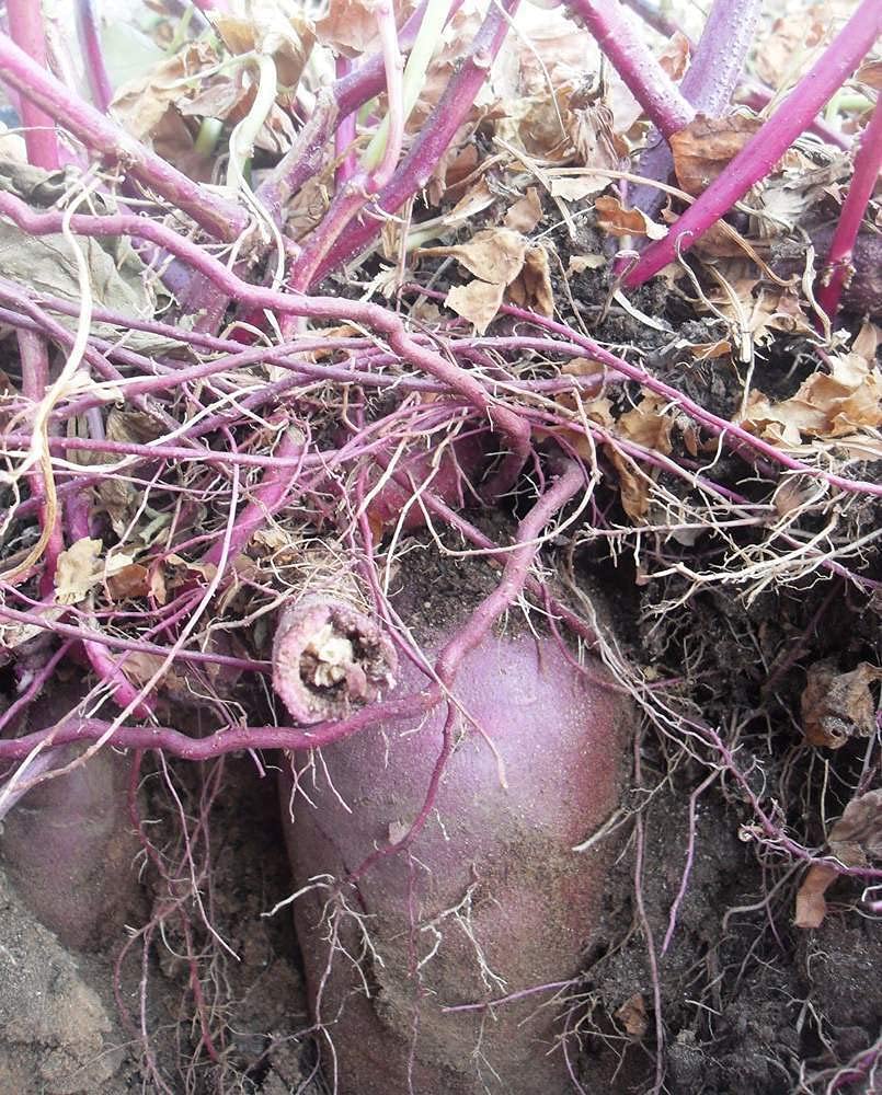 2 Root of Purple Sweet Potato - IPOMEA Batatas - White Flesh Yam