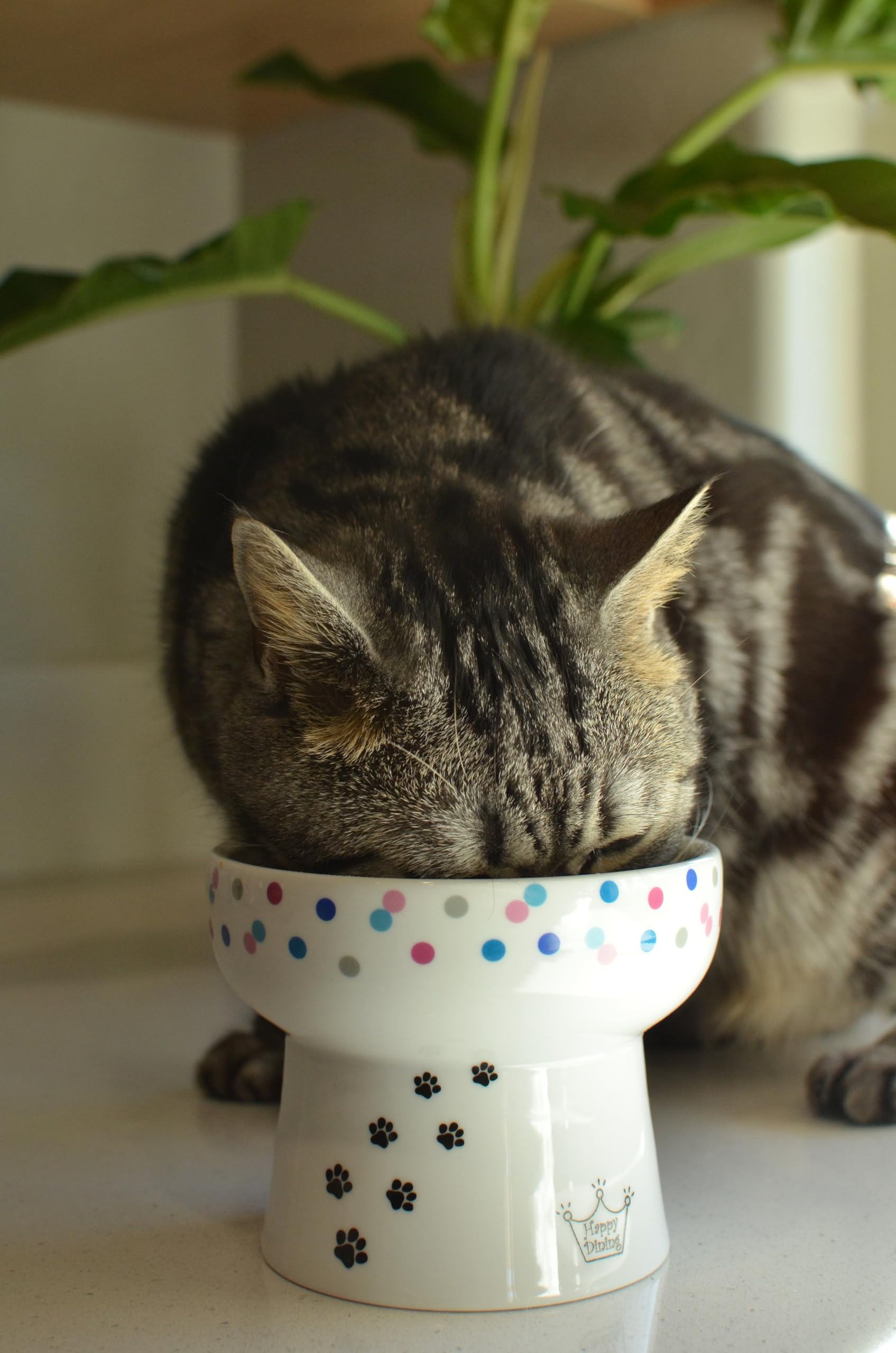Necoichi Raised Cat Water Bowl, Elevated