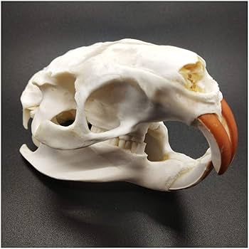 頭骨標本　アメリカビーバー ☆即納☆アメリカ ビーバーの頭骨 - 頭骨・骨格標本・剥製販売