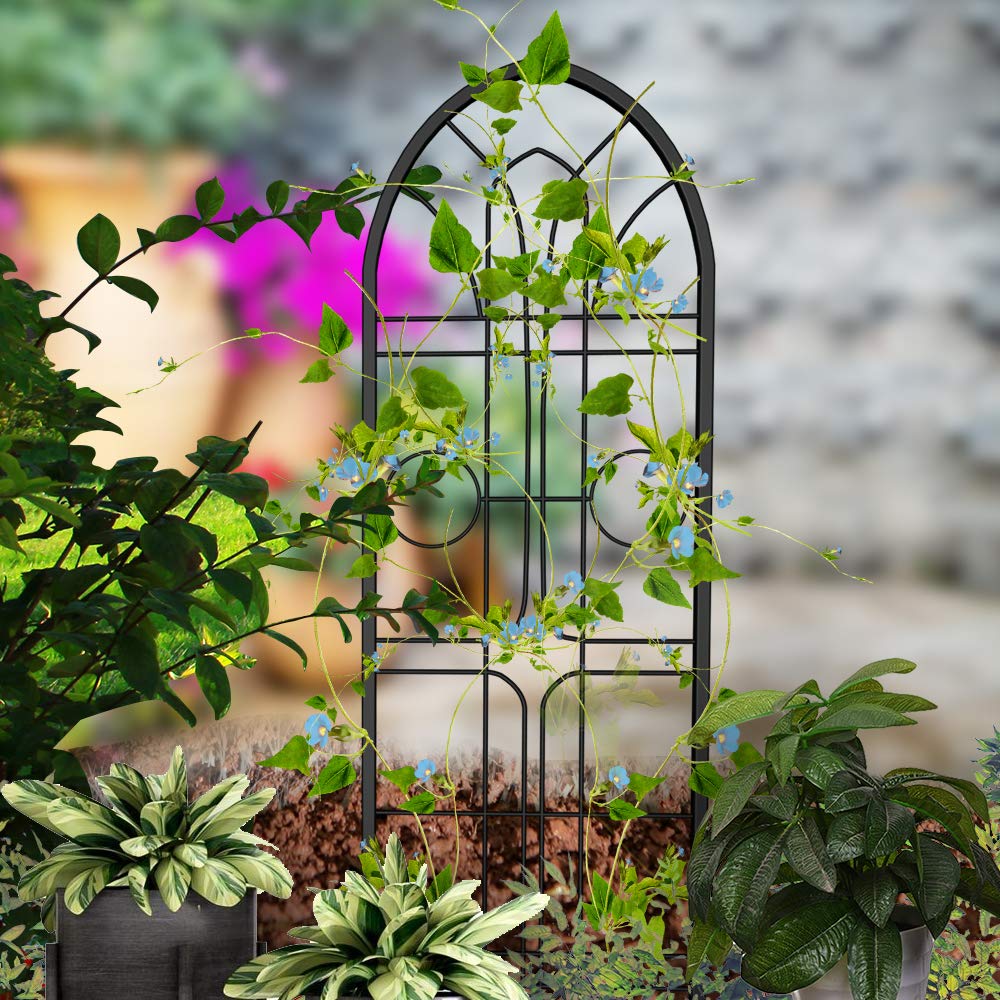 Buy Amagabeli Garden Trellis 2 Pack 72”x21” Heavy Duty Rustproof Wall