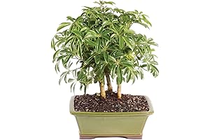 Brussel's Bonsai Live Hawaiian Umbrella Indoor Bonsai Tree